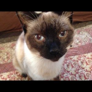 Meet your Posher, Donna